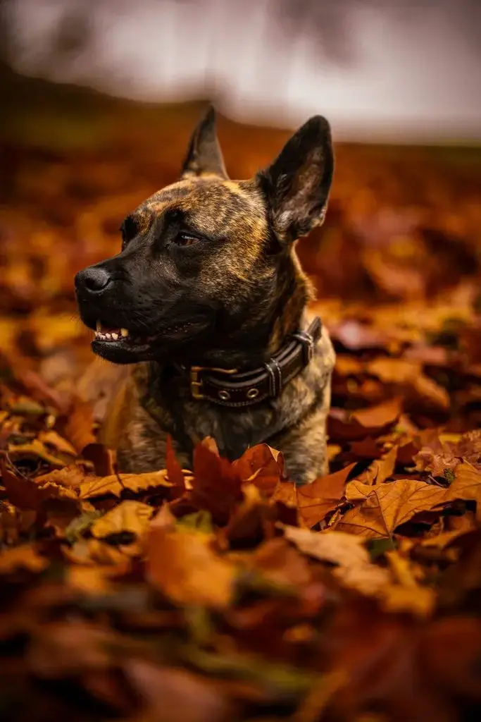 Chien couché dans les feuilles d'automne