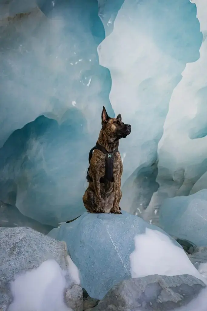 Chien assis sur un bloc de glace dans une grotte glaciaire