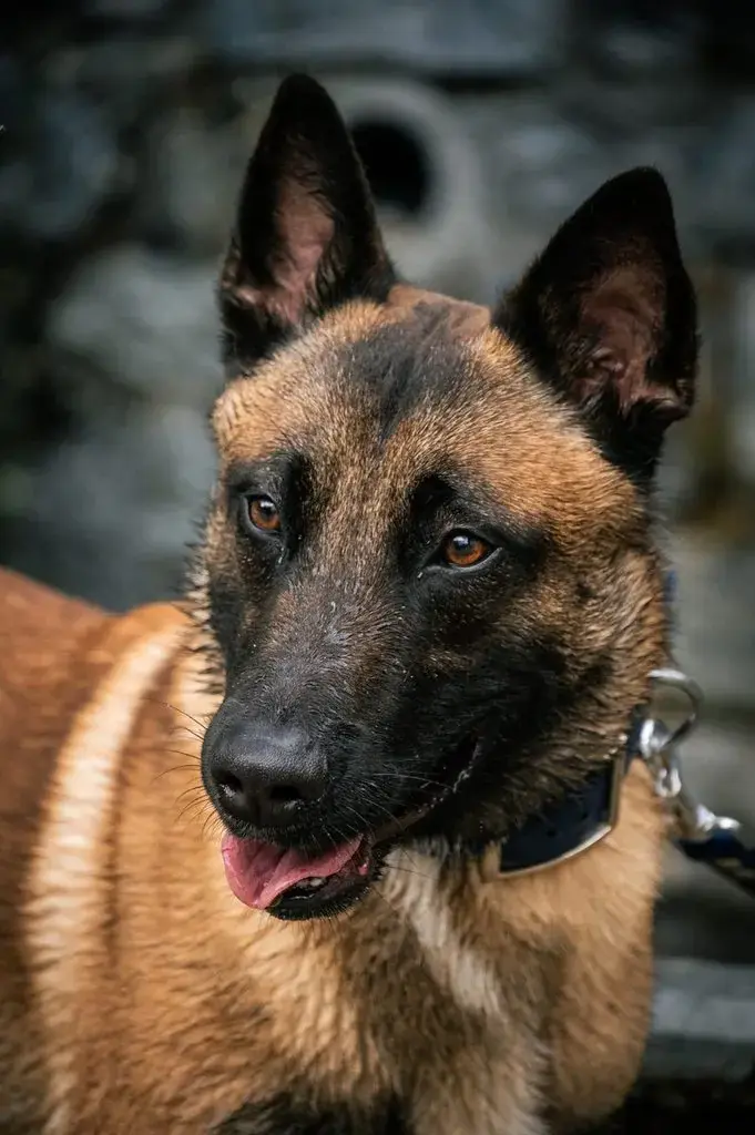 Portrait d'un malinois