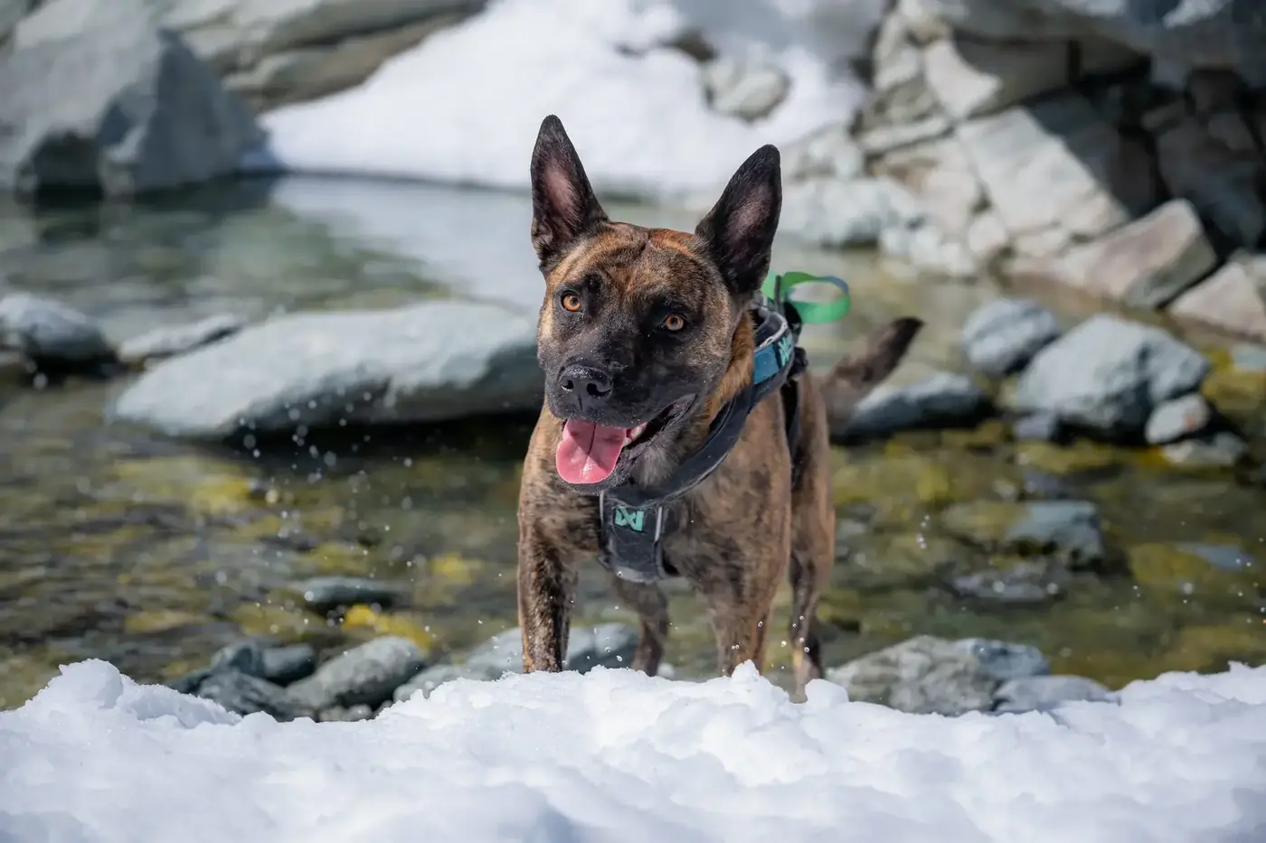 Chien dans la neige au bord d'un torrent de montagne